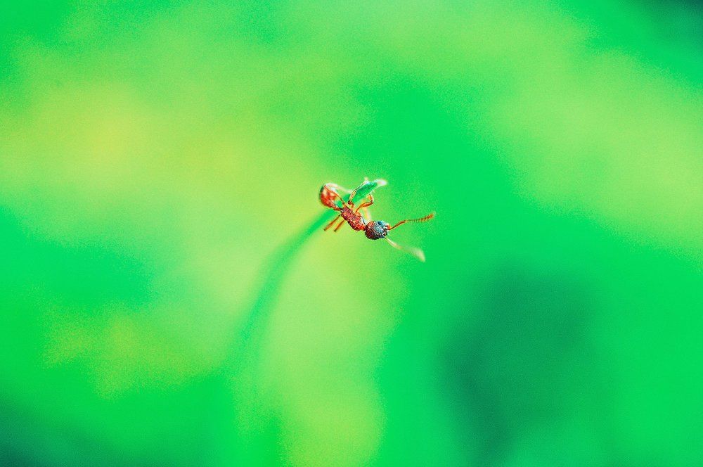 Маленький путешественник