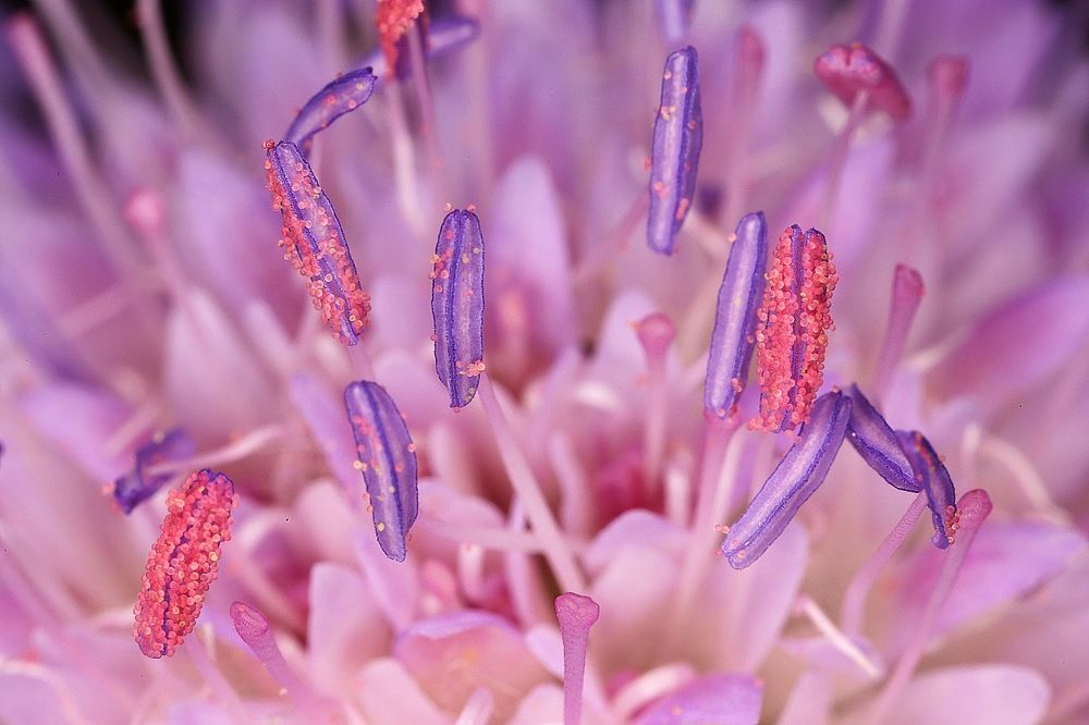 Pink, it's my favorite crayon