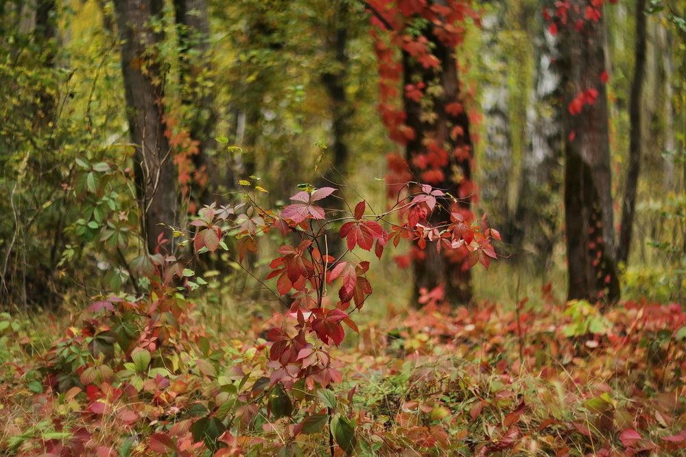 Хозяйка-осень