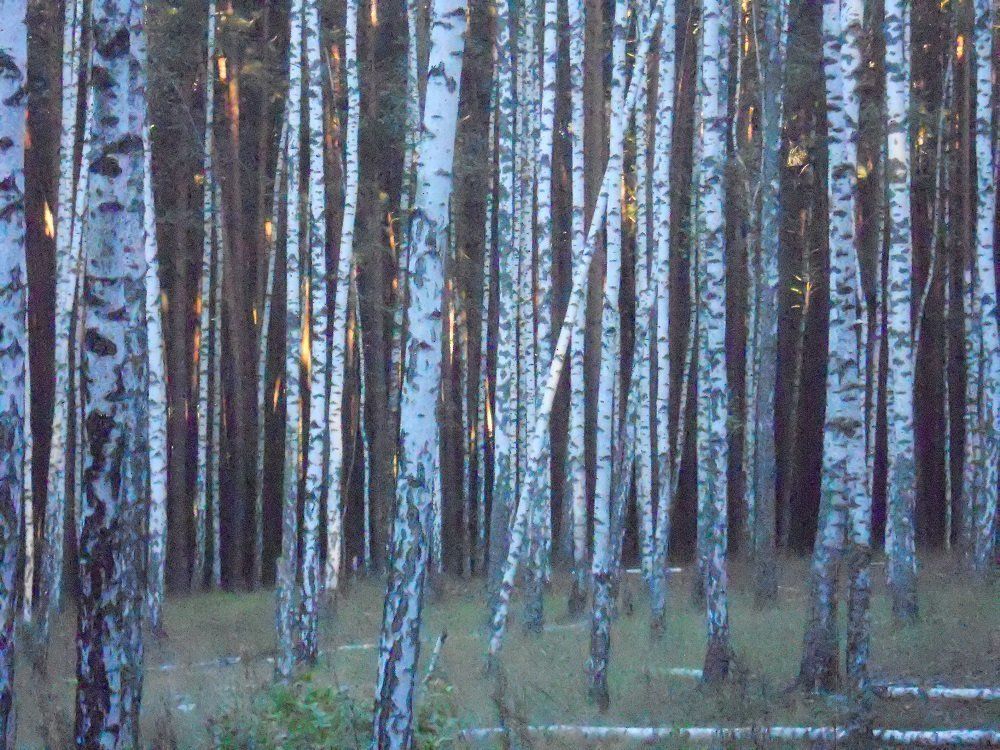 Ритм