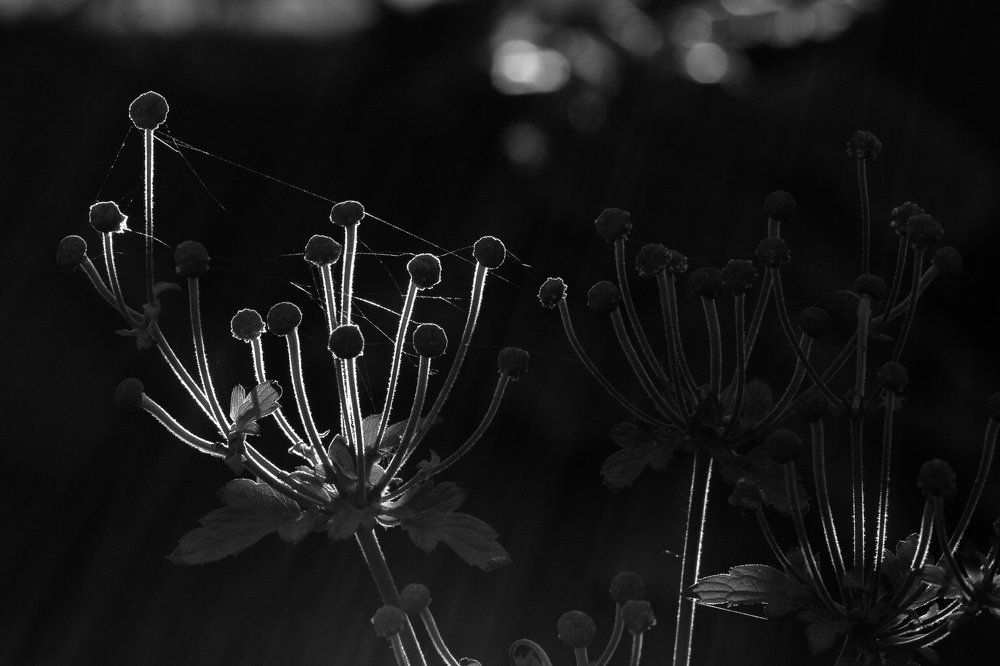 Photograph by Alpogor