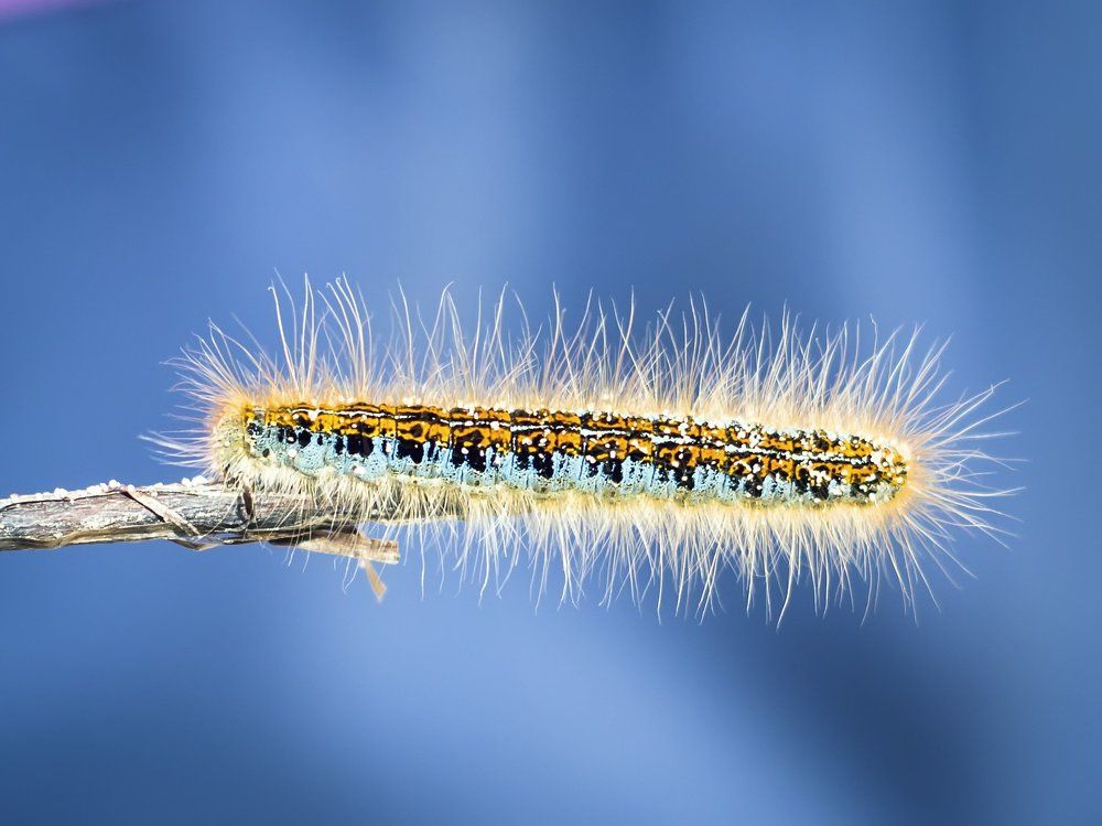 caterpillar