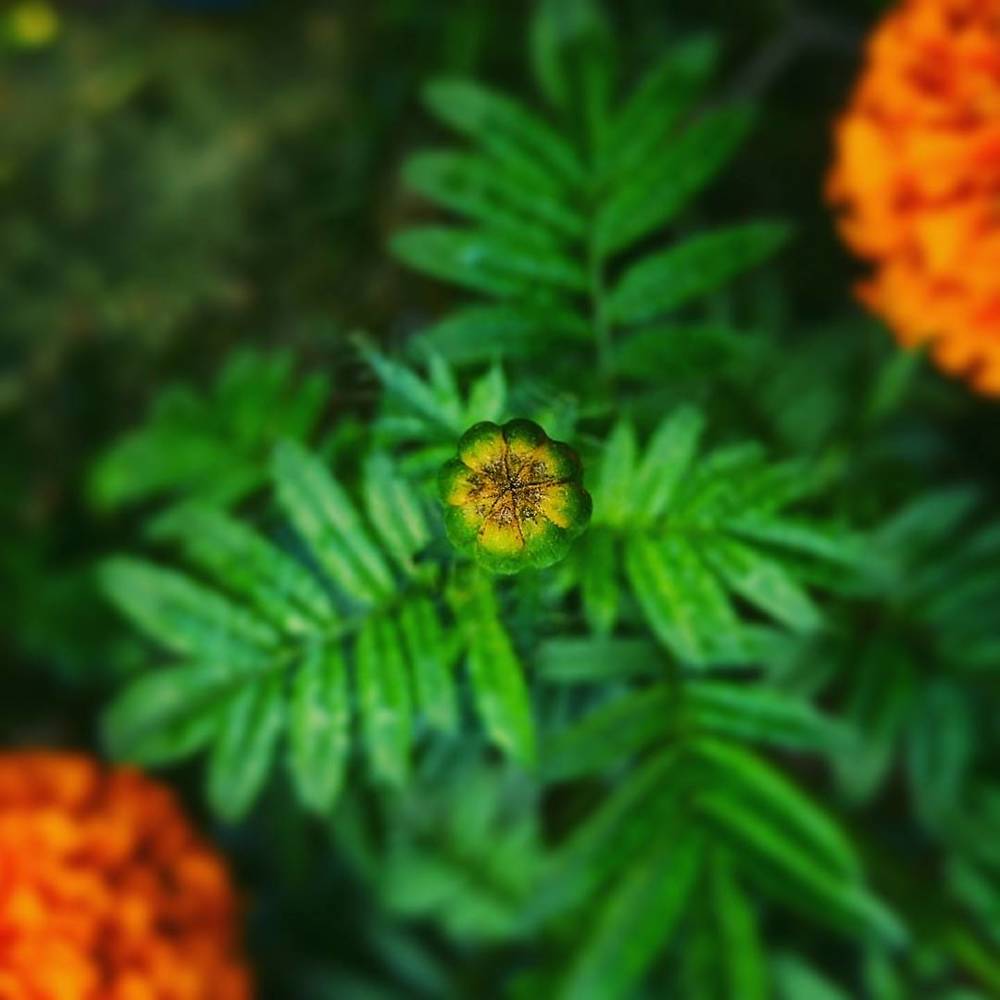 Flower at its beginning