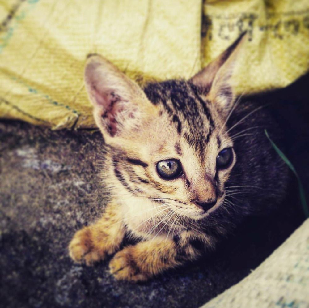 Cat