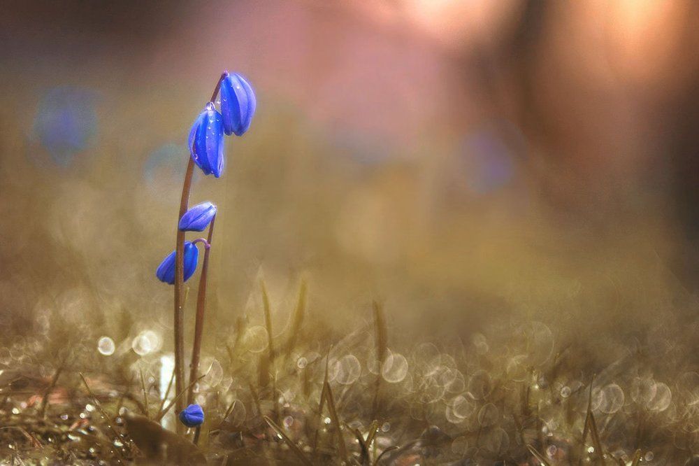 Цветочная нежность.