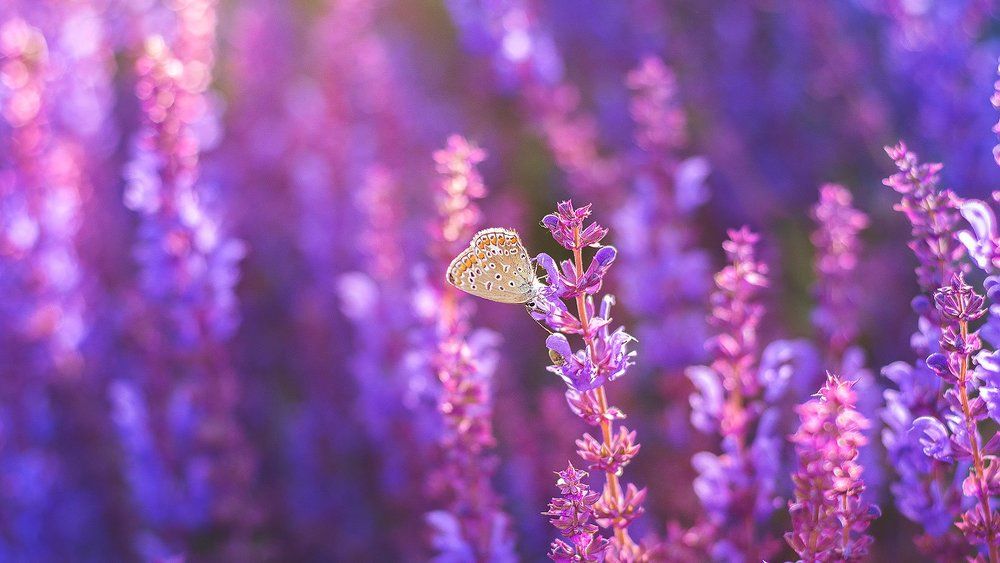 Сиреневый туман.