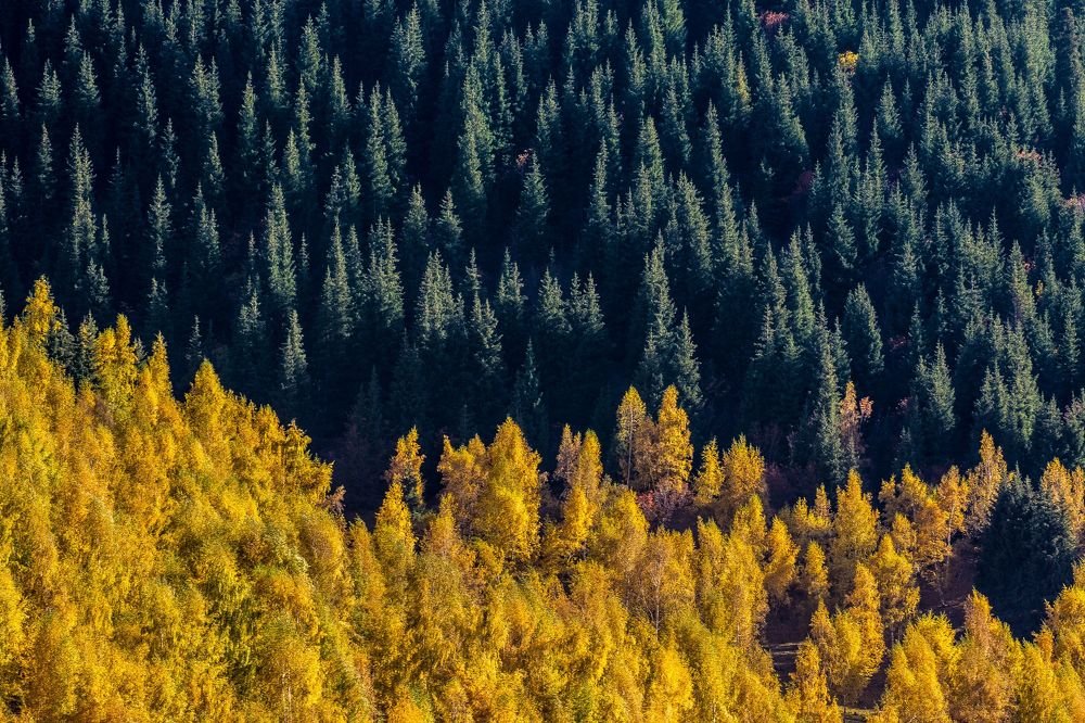 Осенний лес