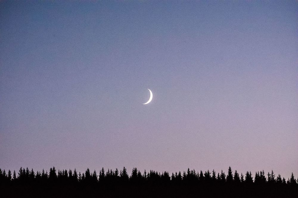 Вечерний лес