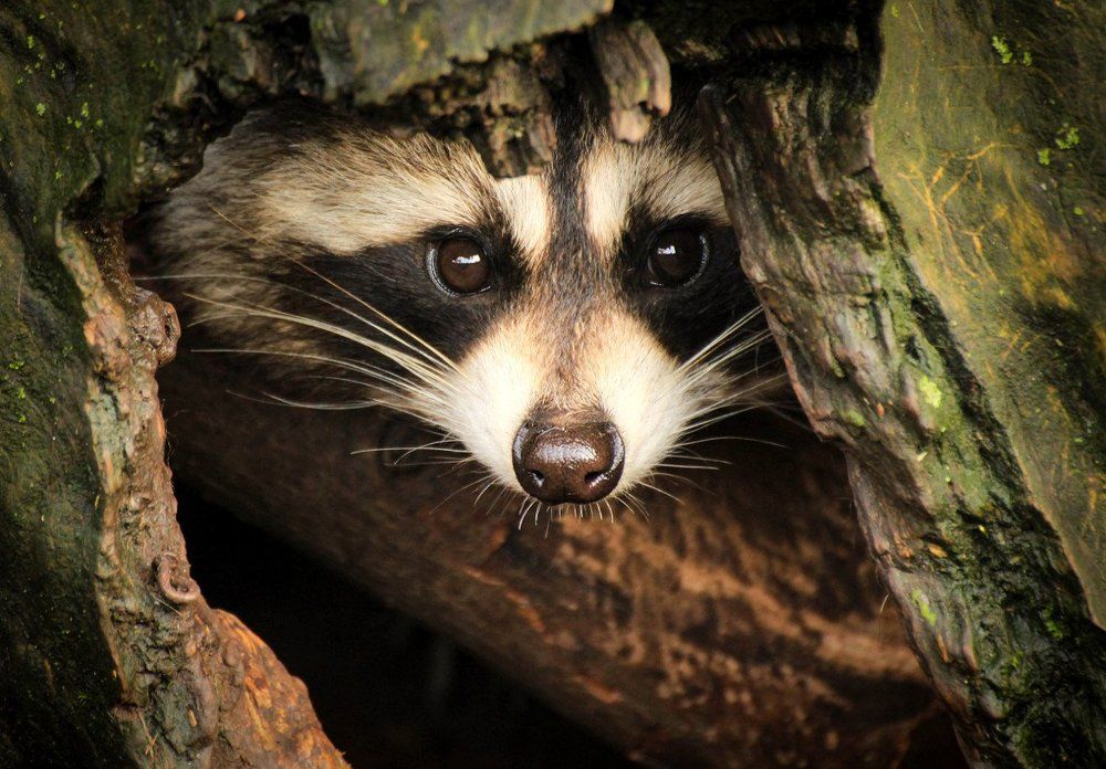 Любопытный нос