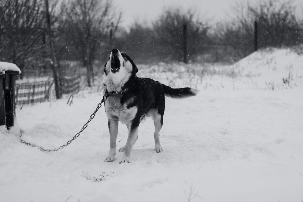 Photograph by Игорь Мальцев