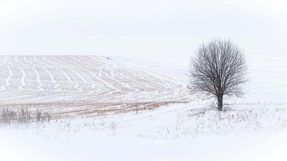 Ноябрь. Первый снег