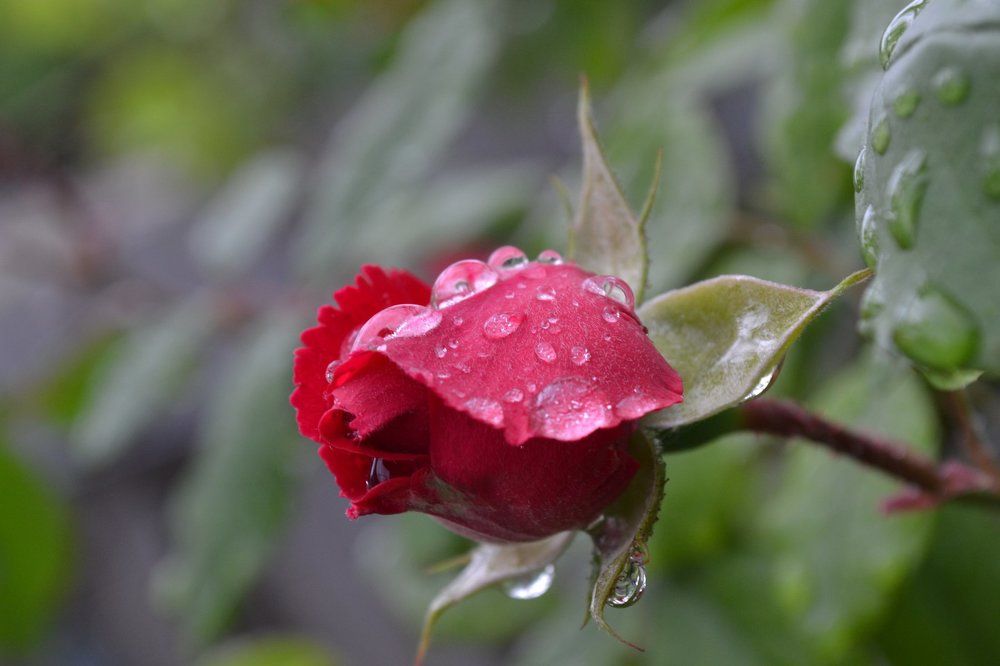 после дождя