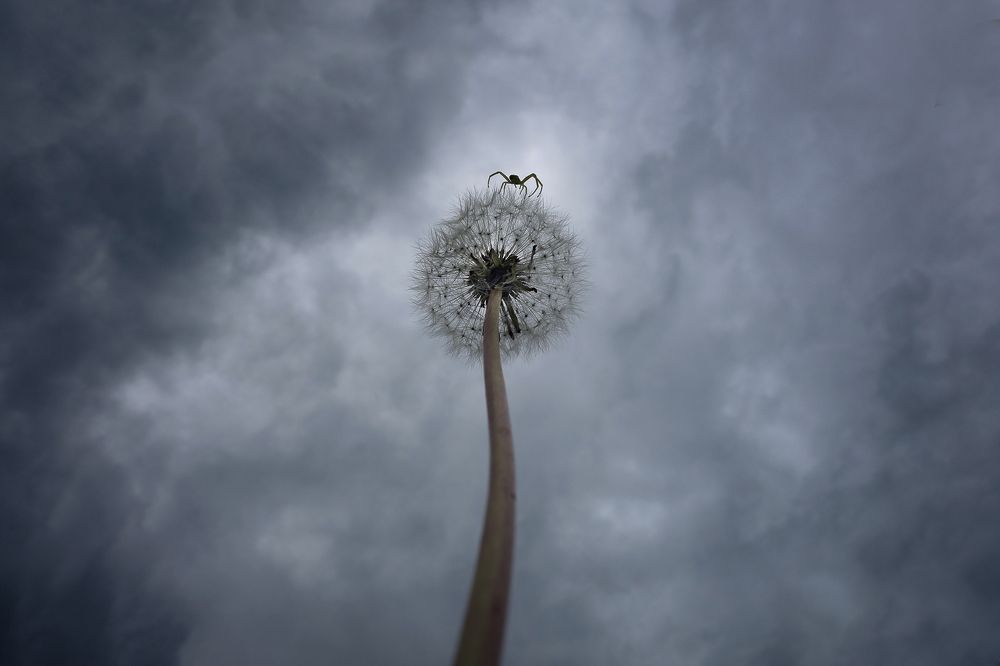 Выше только небо