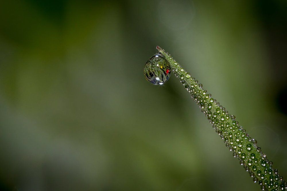 одинокая слеза