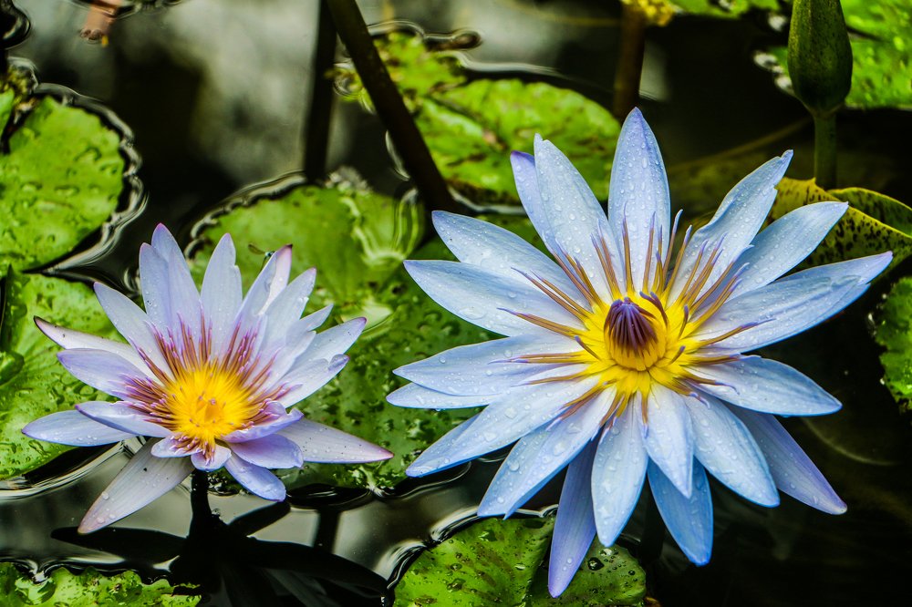 Couple of  Lotus