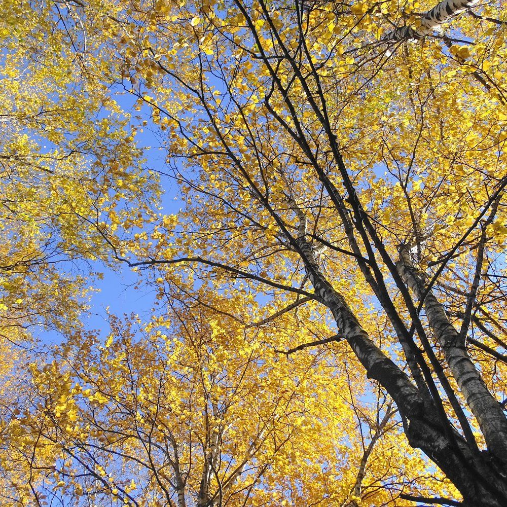 Осень в России