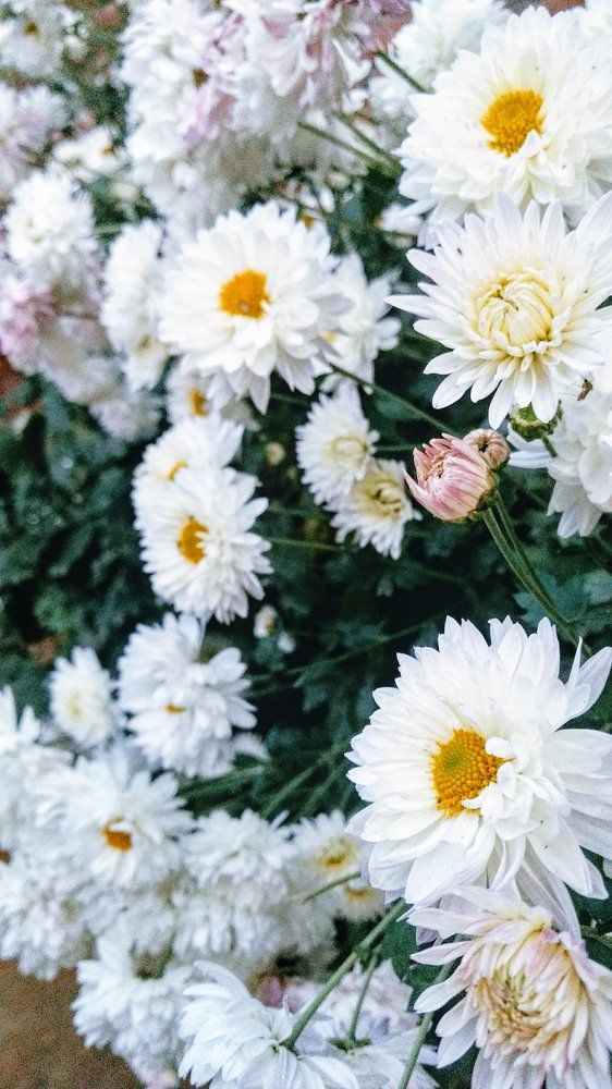 blossoming flowers