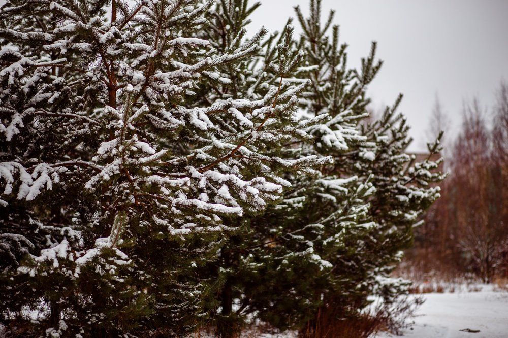 Photograph by Екатерина