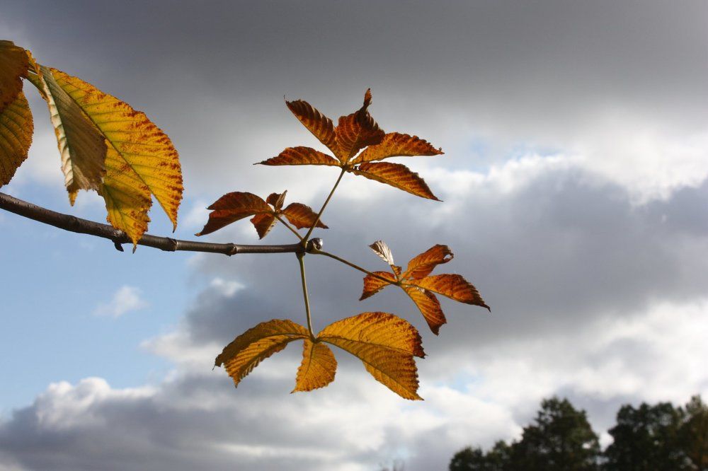 Осенний арт. Натура.