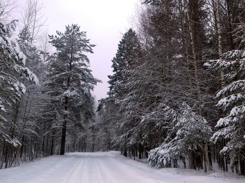 Зимняя дорожка в сказочный лес