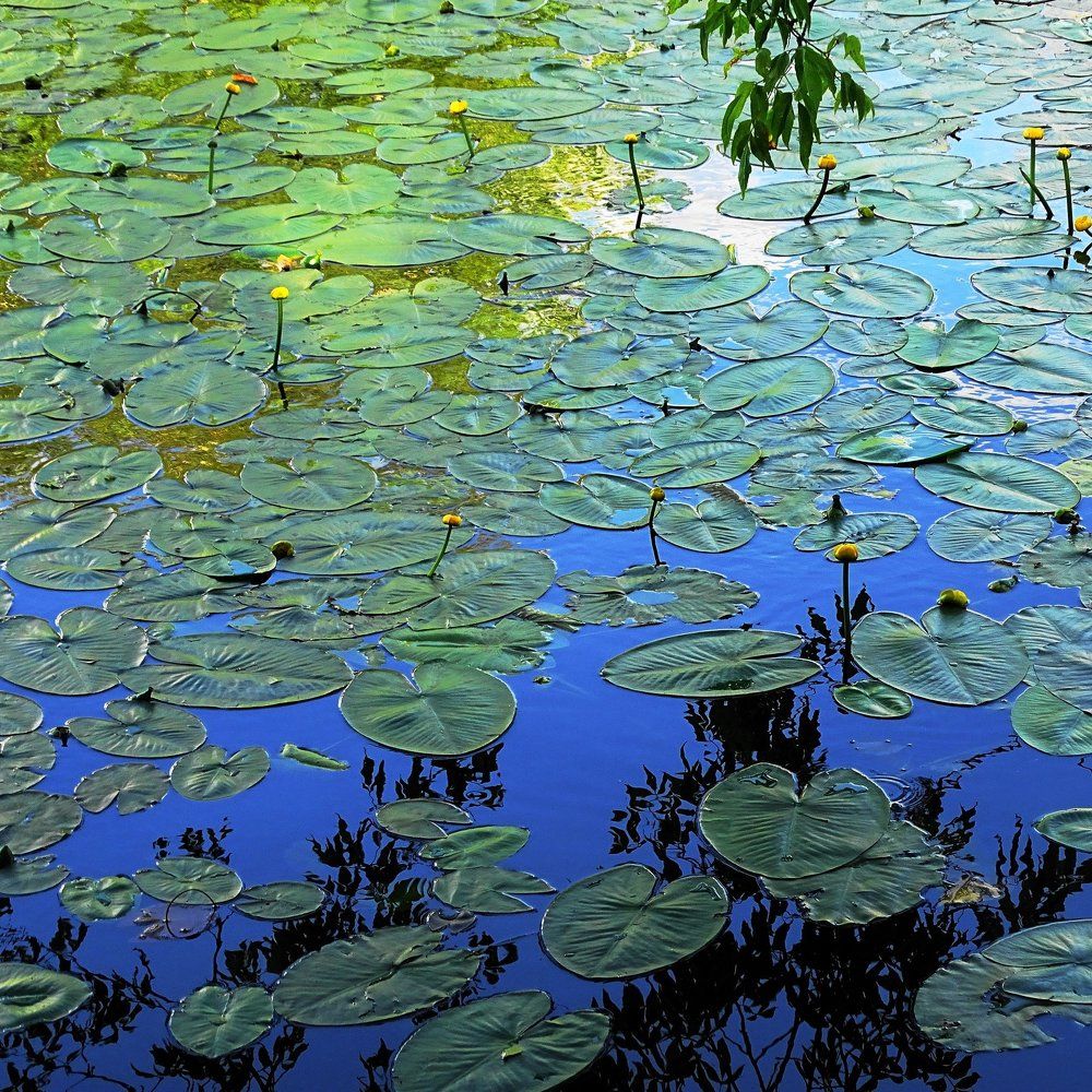 Всё стало вокруг голубым и зелёным...