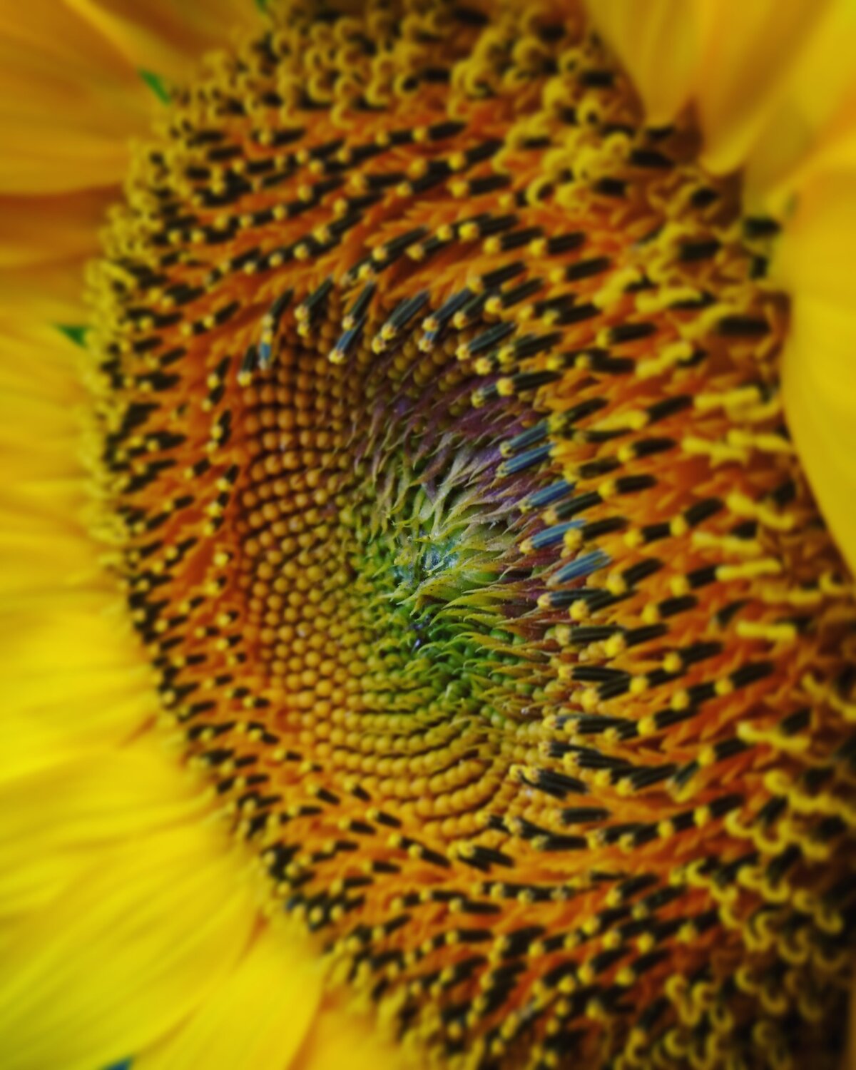 Sunflower