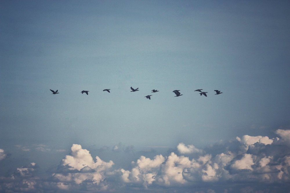 Стая бакланов