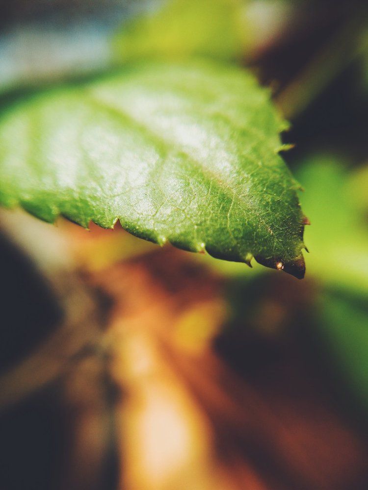Micro leaf