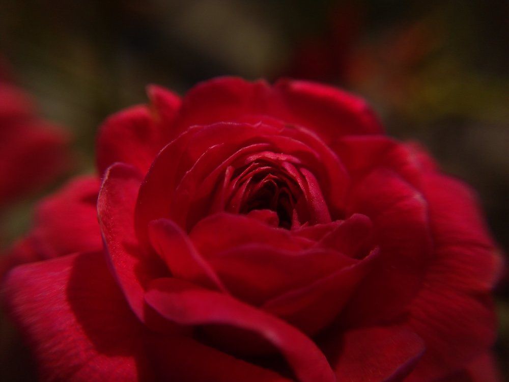 Photo #2100246