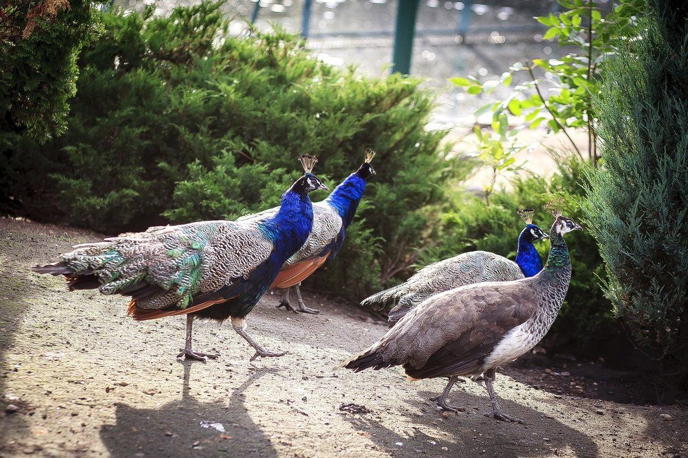 Марш-марш левой