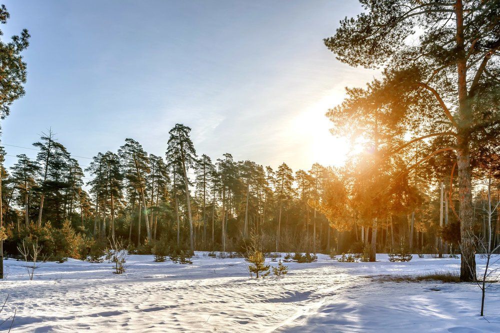 Зима в сосновом лесу