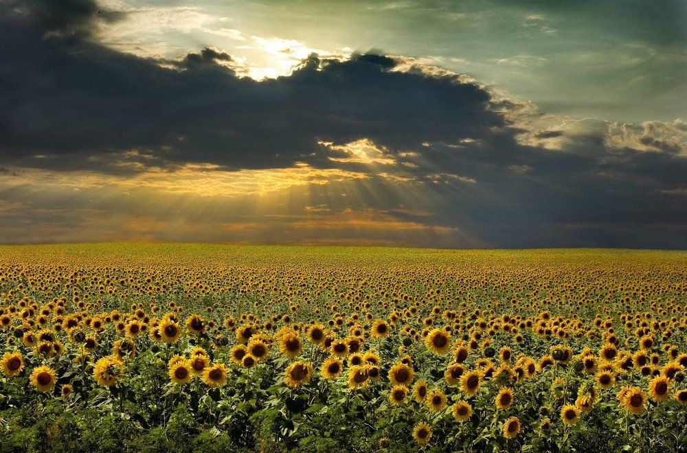 Солнечные клоны