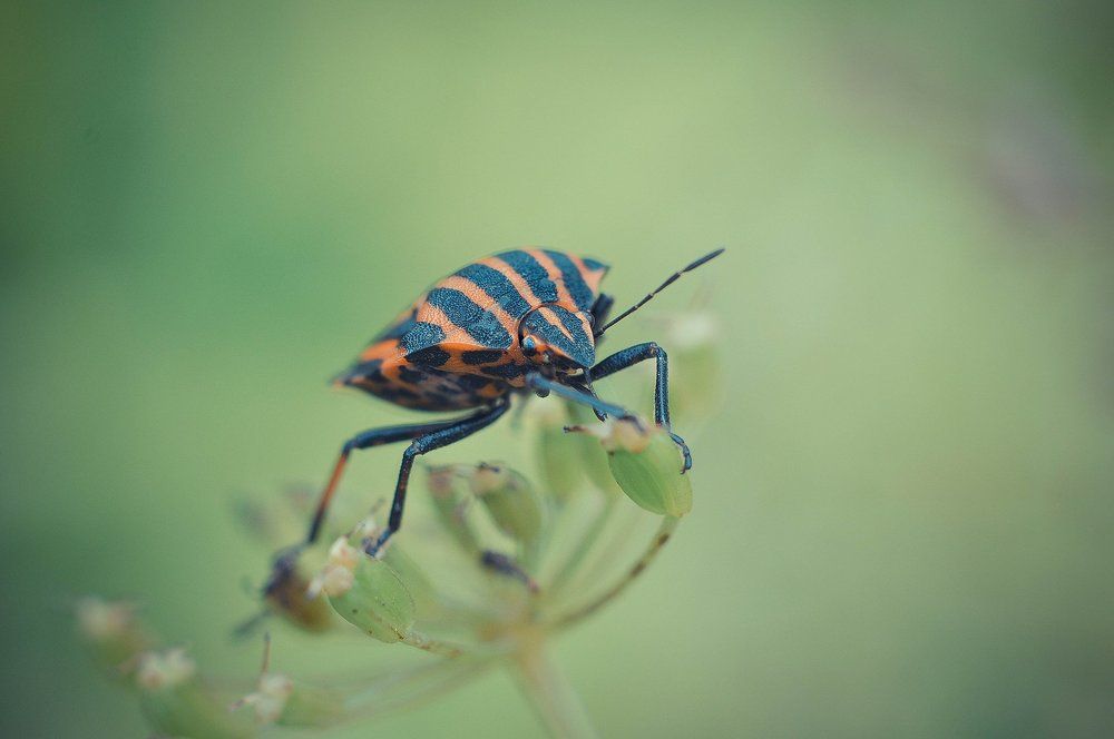 ..позвольте представиться..