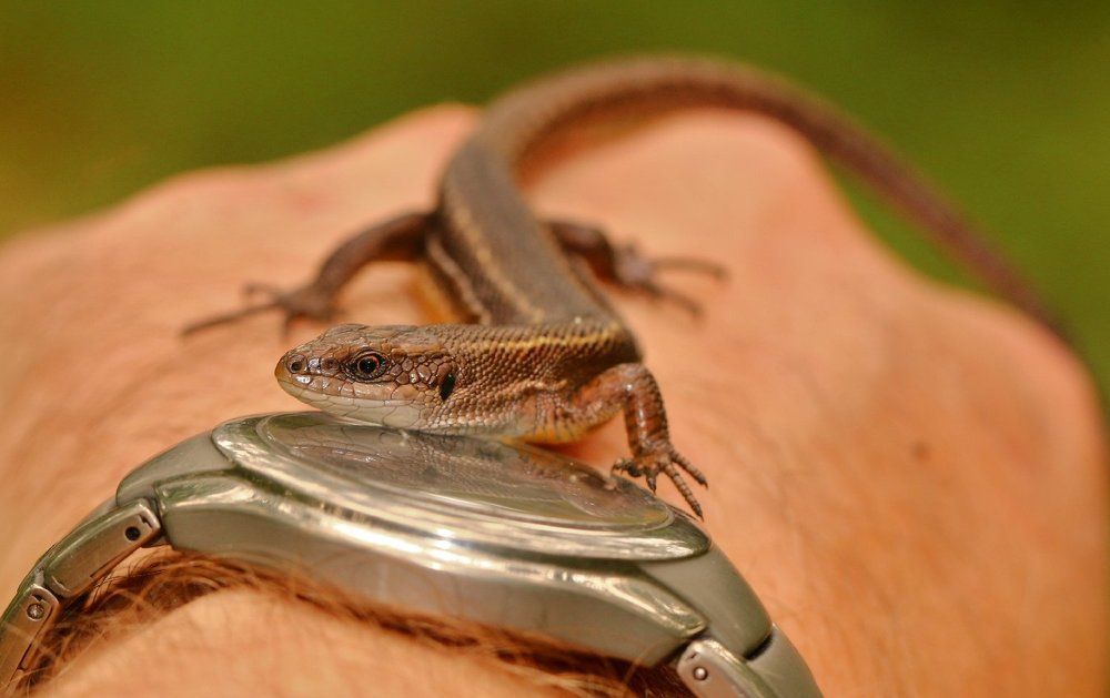 Ящерица и время