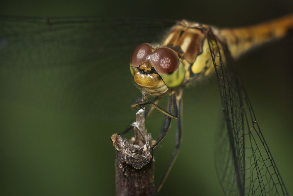 Photograph by Игорь Мальцев