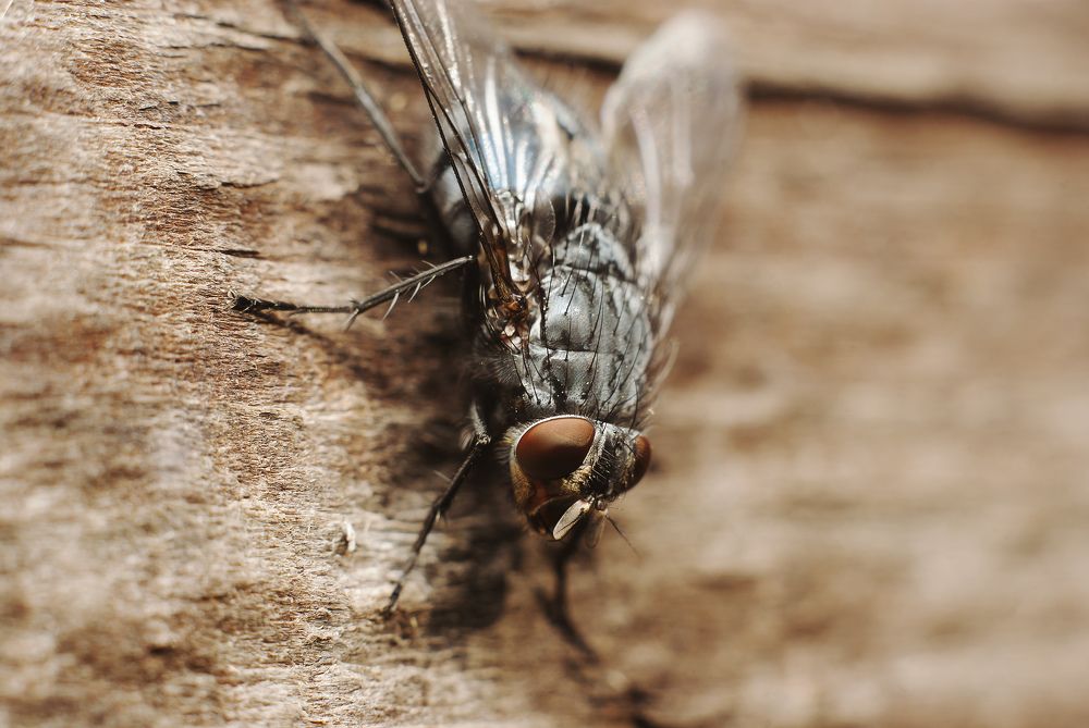 Photograph by Игорь Мальцев