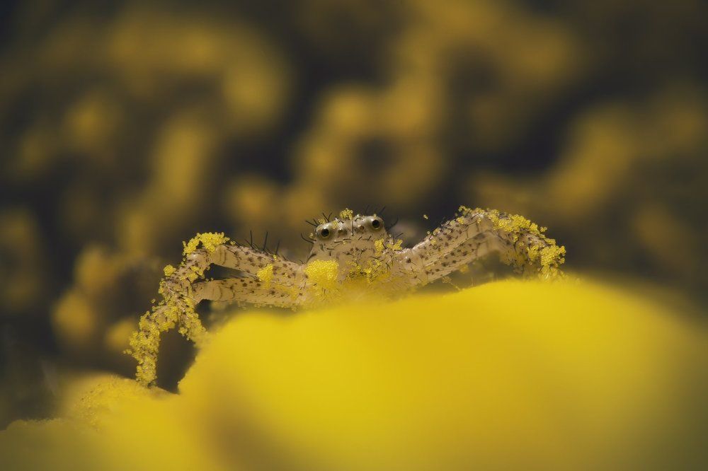 Притворяясь пчелой (вариант 2)