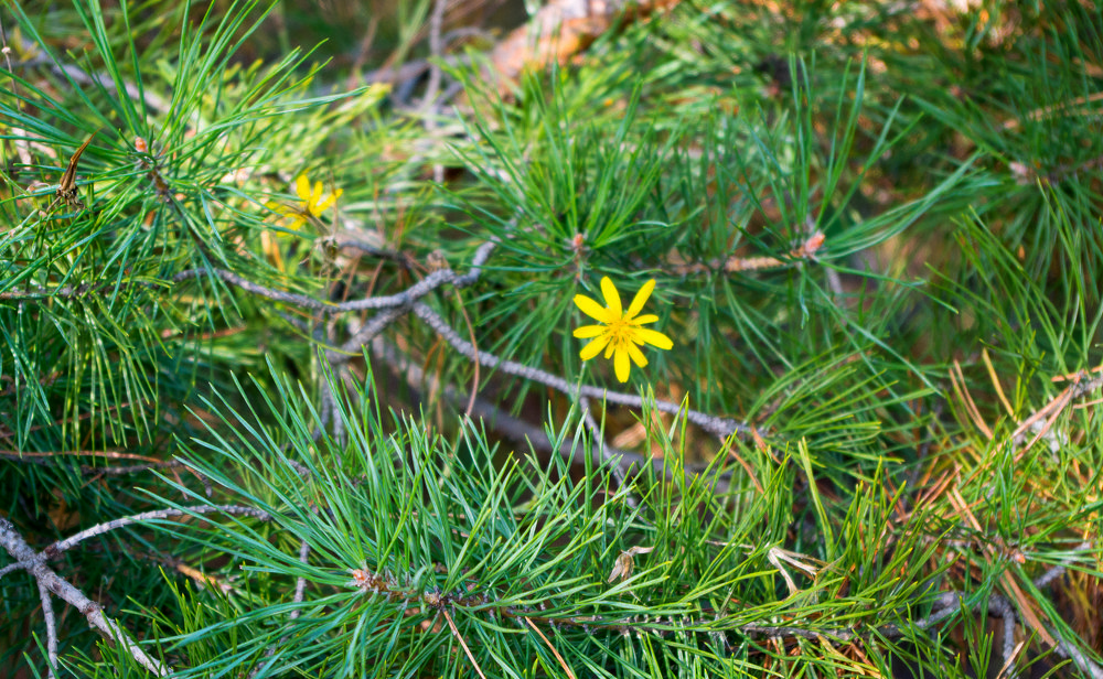 Сосна цветёт