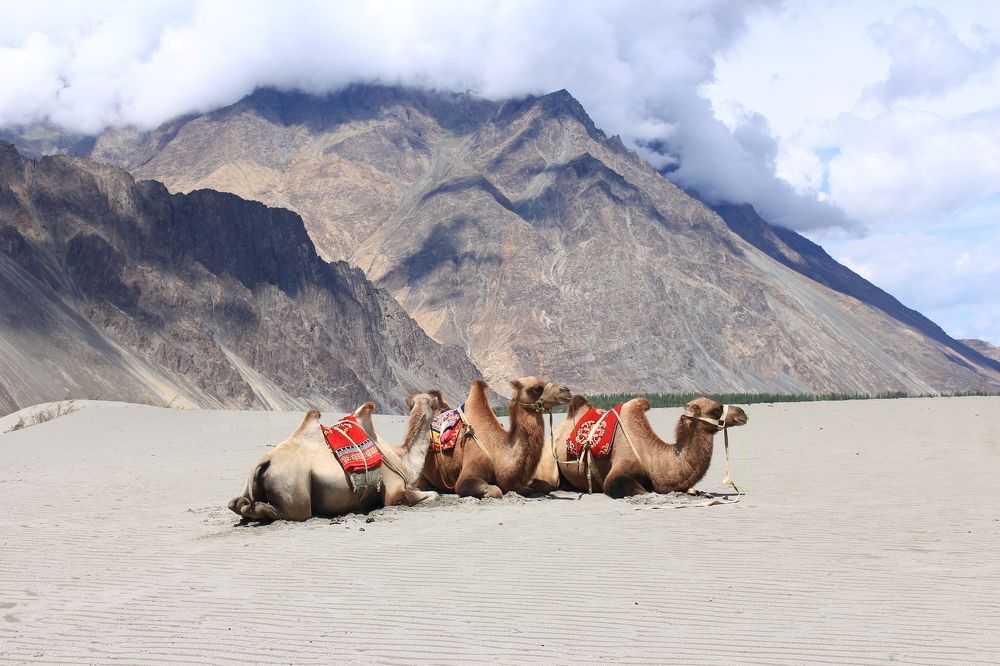 Корабли пустыни сели на мель или следы Великого шелкового пути