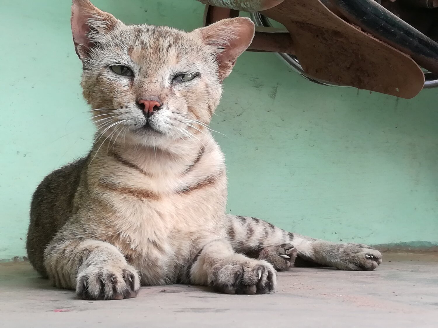Cat