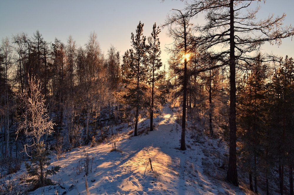 Вечер в лесу