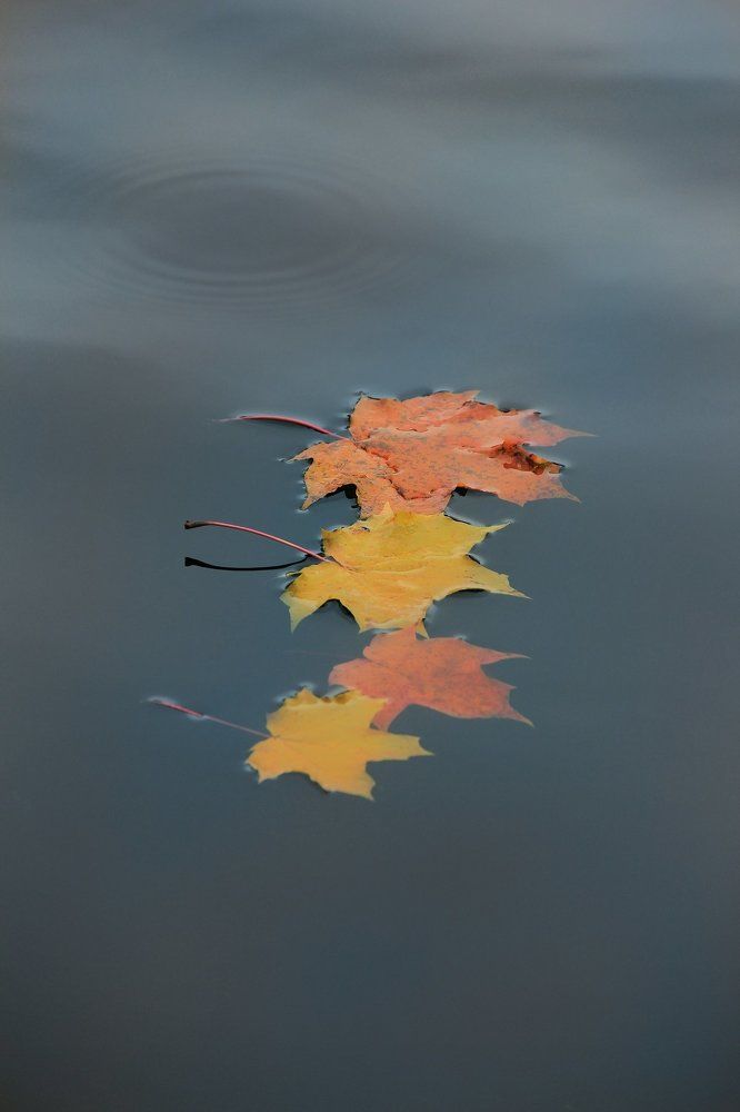 Осень на воде