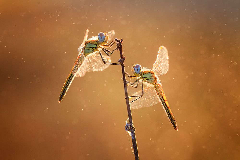 Стрекозы