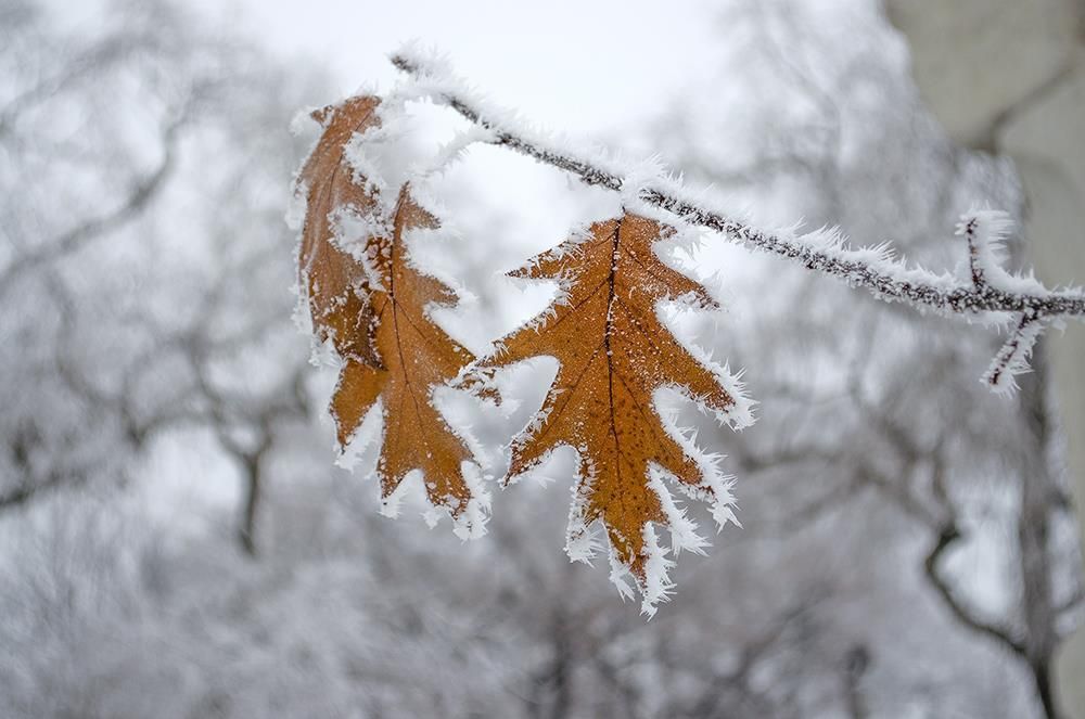 Этюд с веточкой