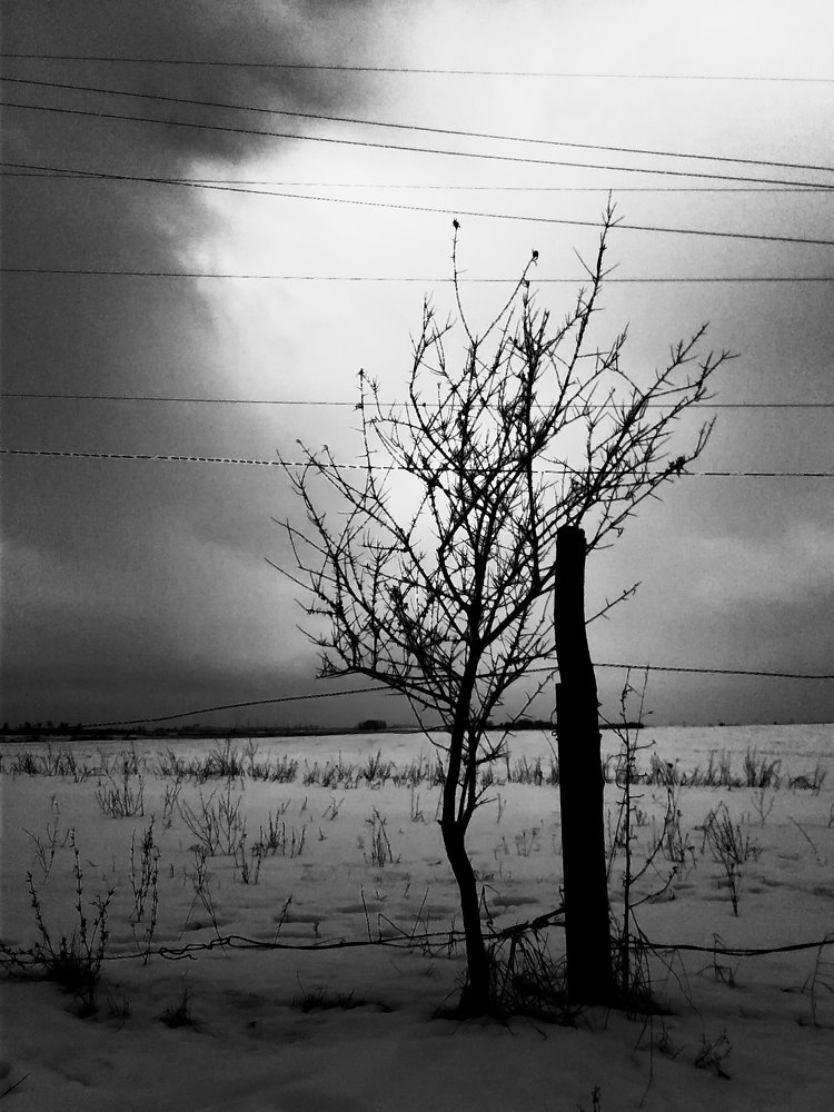 Одинокое деревце