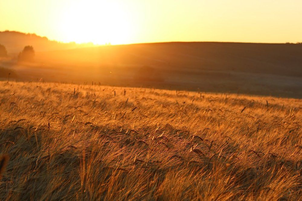 В золотых лучах рассвета