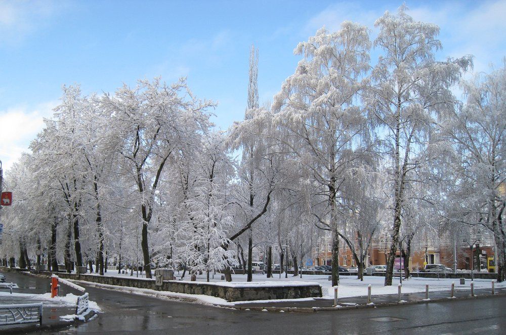 Деревья под снегом.