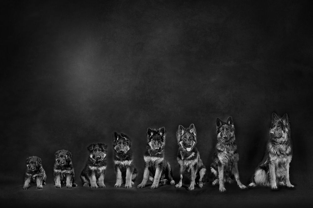 Щенячий патруль