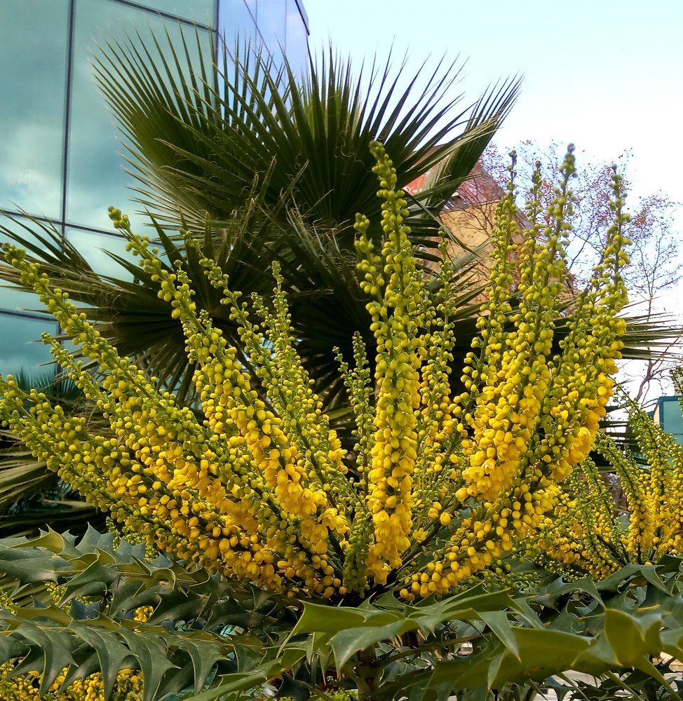 Сочинская зима