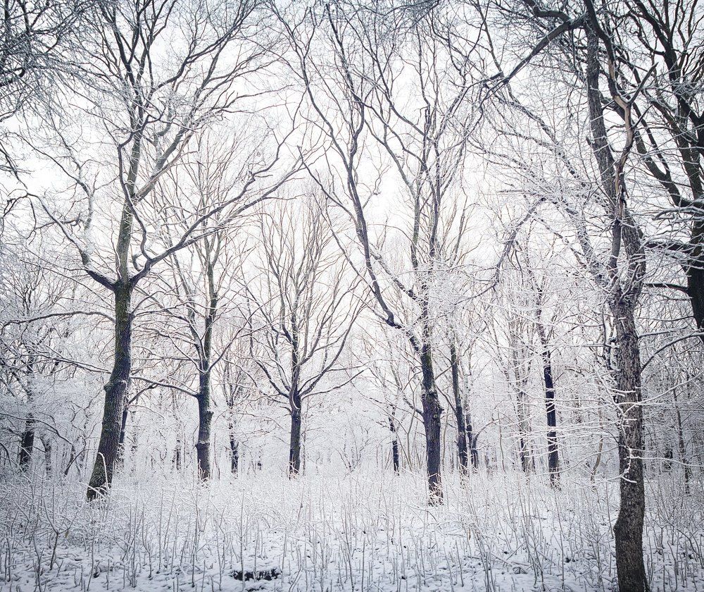 Зима – это наша стихия